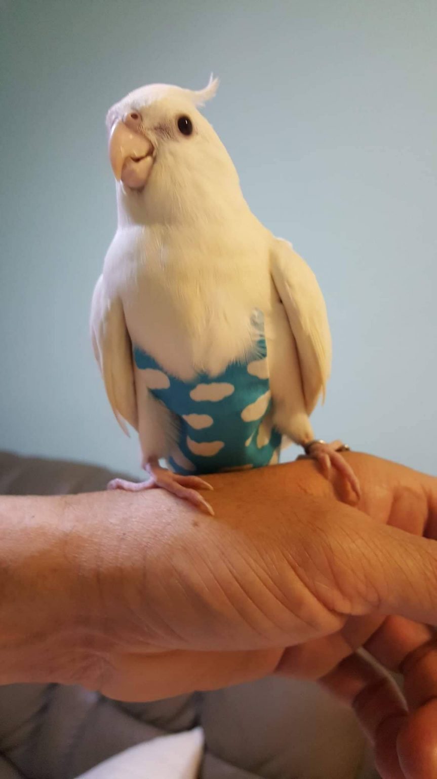 cockatiel doll